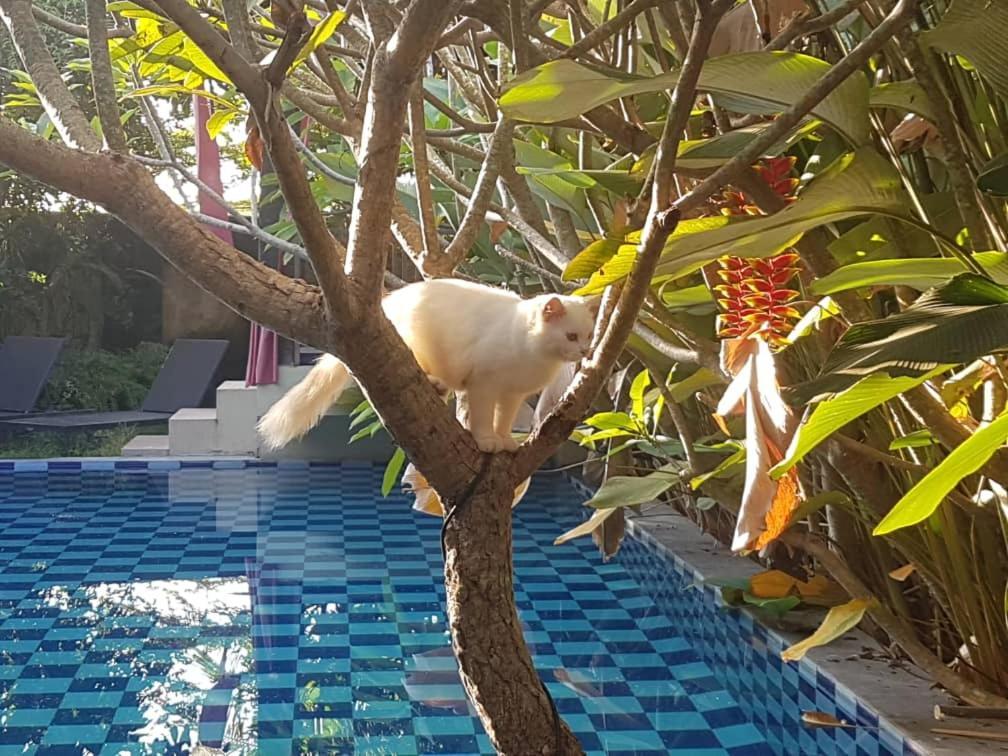 Rosseno Villa Yogyakarta Luaran gambar